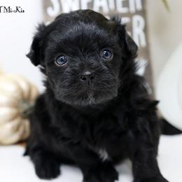 Kona - Black female Mi-Ki puppy in Elizabeth, Colorado from Royal T Mi-Kis