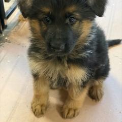 No Collar - Black and red male German Shepherd puppy in Puyallup, Washington from Majestic Royal German Shepherd’s