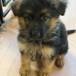 No Collar - Black and red male German Shepherd puppy in Puyallup, Washington from Majestic Royal German Shepherd’s