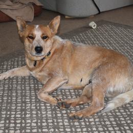 Kodi - Australian Cattle Dog