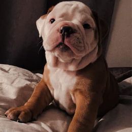 Bulldogs from Oklahoma's Bougie Bulldogs