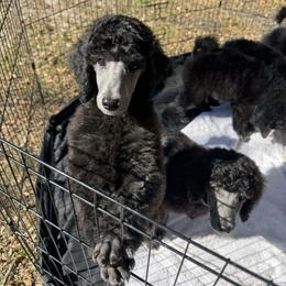 Red/magenta collar “Chili” - Poodle puppy from Desert in the South Standard Poodles