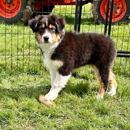 Prosecco - Black tri-color Australian Shepherd puppy in Washington from White House Australian Shepherds