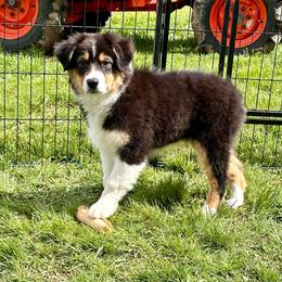 Prosecco - Black tri-color Australian Shepherd puppy in Washington from White House Australian Shepherds