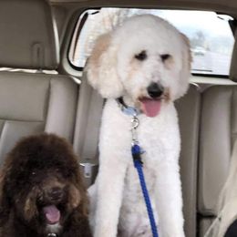 Zoey - Goldendoodle