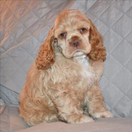 Luna - Buff female Cocker Spaniel puppy in Myerstown, Pennsylvania from The Cocker Cingdom
