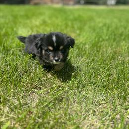 Legend - Black tri male Toy Australian Shepherd puppy in Columbia Falls, Montana from Firefly Aussies & Aussiedoodles