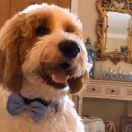 Nash - Goldendoodle