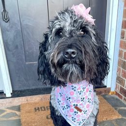 Ellie - Goldendoodle