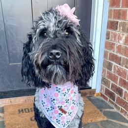 Ellie - Goldendoodle