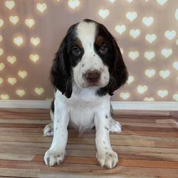 Wave - English Springer Spaniel puppy in Pine Island, Minnesota from Country Breeze Springer Spaniels