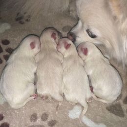 Pomeranian Puppies from Pomeranian puppies