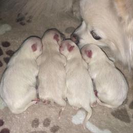 Pomeranian Puppies from Pomeranian puppies