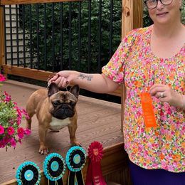 French Bulldog Puppies from Follow Farm French and English Bulldogs