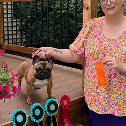 French Bulldog Puppies from Follow Farm French and English Bulldogs