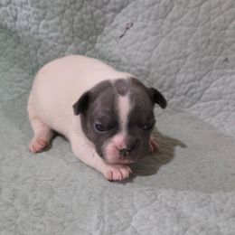 Layla (girl 1) - White female French Bulldog puppy in Cabool, Missouri from Shannon French Bulldogs