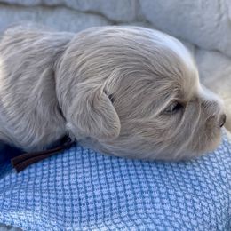 Wheaten blue eyes brown collar - Wheaten male Miniature Schnauzer puppy in Calhoun, Georgia from The BrickHouse Miniature Schnauzers