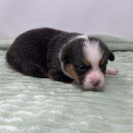 Leo (bluie) - Black and tan male American Corgi puppy in Waco, Texas from The Comma Corgis