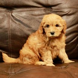 Goldendoodle Puppies from 307 Mini Goldendoodle