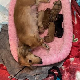 Dachshund Puppies from Hetu's Dachshunds