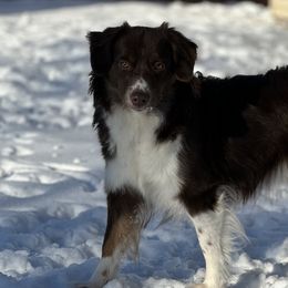 Miniature American Shepherds from Barnaby’s Barn Dog’s
