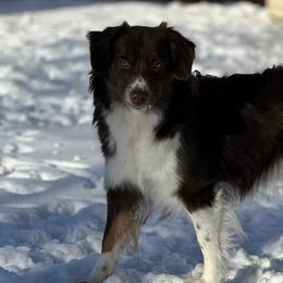 Miniature American Shepherds from Barnaby’s Barn Dog’s