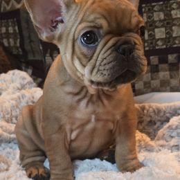 French Bulldog Puppies from OTF Frenchies