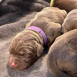Dark Purple Girl - Chocolate female Labrador Retriever puppy in Rock Hill, South Carolina from North Star Retrievers