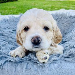 Bella - Buff female Cocker Spaniel puppy in Irvine, California from Cocker Spaniels