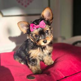 Trinket - Black and tan female Yorkshire Terrier puppy in Slate Hill, New York from Wendy's AKC Teacup and Micro Darlings Hudson Valley