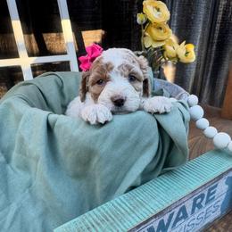 Lolli - Parti female Goldendoodle puppy in Etna, California from SRS Goldendoodles