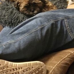 Cockapoo, Cocker Spaniel, Poodle, Shih Tzu, Shorkie, and Yorkipoo Puppies from Christina’s Puppy Utopia