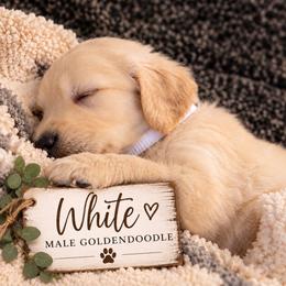 Goldendoodle Puppies from Aaryn Allman