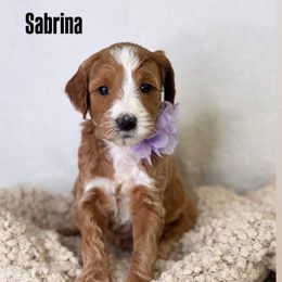 Sabrina - Red  female Goldendoodle puppy in Williamson, New York from Lakeside Doodles