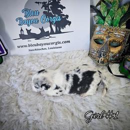Girl 1 - Blue merle and white female Cardigan Welsh Corgi puppy in Natchitoches. La, Louisiana from Bleu Bayou Corgis