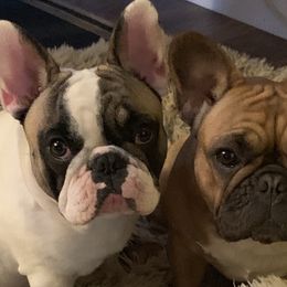 French Bulldogs from Smileys French Bulldogs