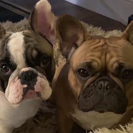 French Bulldogs from Smileys French Bulldogs