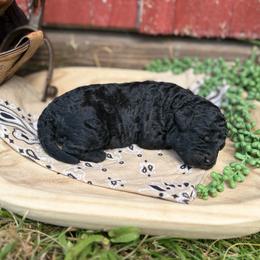 Abilene - Parti female Goldendoodle puppy in Zeeland, Michigan from Dandelion Lane Doodles