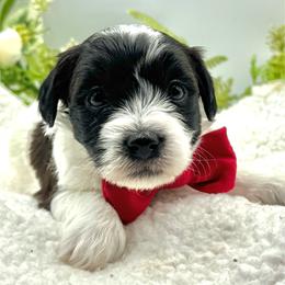 Hayden - Black and tan brindle male Havapoo puppy in Loveland, Colorado from Littledoodles2love