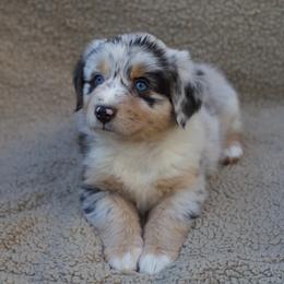 Australian Shepherd Puppies from AW Standard Aussies