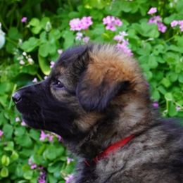 German Shepherd Puppies from Dacherri Dogs