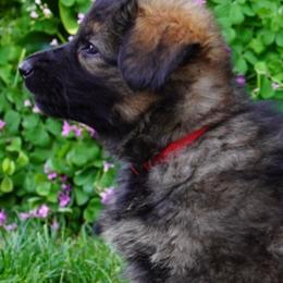 German Shepherd Puppies from Dacherri Dogs