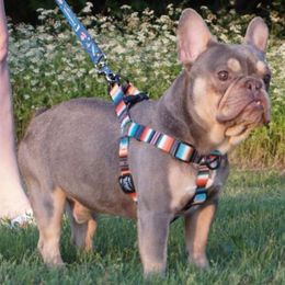 MAGA - French Bulldog