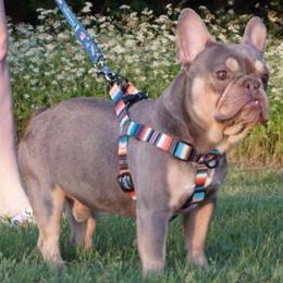MAGA - French Bulldog