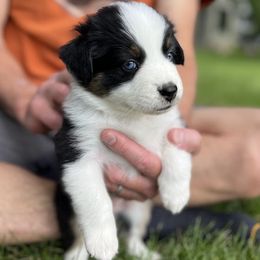 Vail - Black tri-color female Australian Shepherd puppy in Boulder, Colorado from J&J Aussies