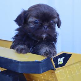 Shih Tzus from Southland’s Shih Tzus