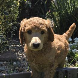 Clara - Red  female Poodle puppy in Fairfield, California from Choice Red Standards