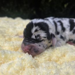Debbie - Harlequin female Great Dane puppy in Granby, Missouri from HCR Great Danes