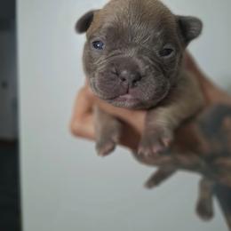 Lilac fawn male - Fawn male Great Dane puppy in Norwalk, Ohio from Swanger Danes