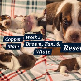 Copper-Dark Blue-Male - Brown white and tan male Beagle puppy in Bemidji, Minnesota from Nse Farms Beagles